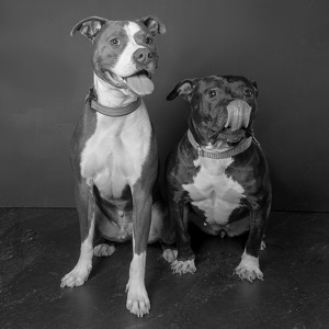 Fundraising Page: Gunner and Moose Kok